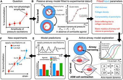 The role of mathematical models in designing mechanopharmacological therapies for asthma